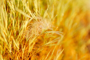 Cobweb with dew drops and spider close-up. Summer photo with bright yellow and green grass covered with raindrops. Summer background. Autumn background. Fall season