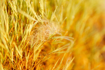Cobweb with dew drops and spider close-up. Summer photo with bright yellow and green grass covered...