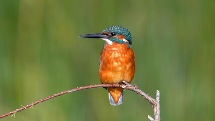 kingfisher on a branch in nature
