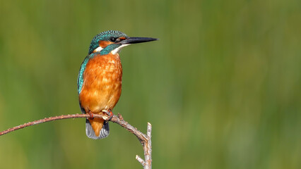 kingfisher on a branch in nature