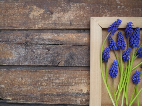 Blue spring flowers on a wooden photo frame. Muscari armeniacum on a wooden background. Bright postcard, congratulations. Copy space still life flat lay. Dark shabby old wood. Armenian grape hyacinth.