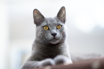 Close-up Portrait: Blue Russian Cat Indoors