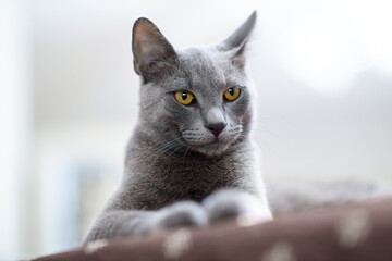 Close-up Portrait: Blue Russian Cat Indoors