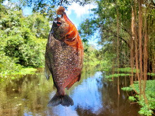 Piranhas fishing in peru amazon rainforest