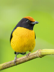 The tawny-capped euphonia (Euphonia anneae) is a species of bird in the family Fringillidae. It is found in Colombia, Costa Rica, and Panama.