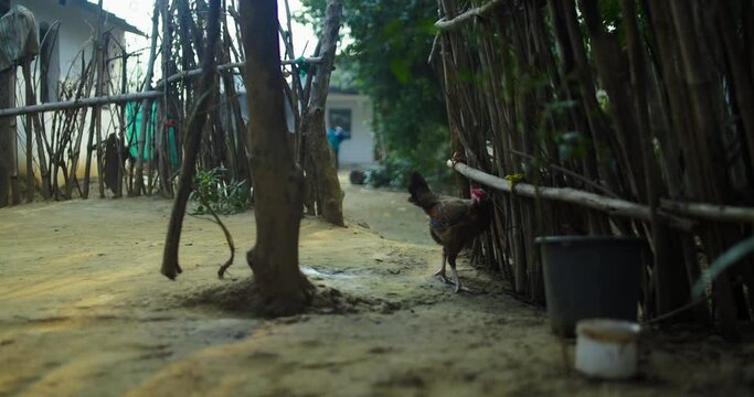 Feathered Beauty: Indian Rooster Stock Footage, Beautiful Indian Rooster Crowing