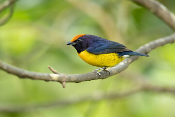 Fototapeta premium The tawny-capped euphonia (Euphonia anneae) is a species of bird in the family Fringillidae. It is found in Colombia, Costa Rica, and Panama.