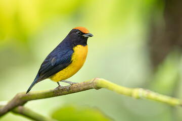 Obraz premium The tawny-capped euphonia (Euphonia anneae) is a species of bird in the family Fringillidae. It is found in Colombia, Costa Rica, and Panama.
