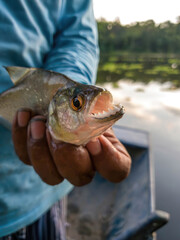 Piranhas fishing in peru amazon rainforest