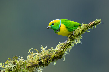 Golden-browed chlorophonia (Chlorophonia callophrys) is a species of bird in the family Fringillidae. It is found in Costa Rica and Panama.