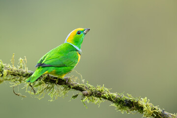 Golden-browed chlorophonia (Chlorophonia callophrys) is a species of bird in the family Fringillidae. It is found in Costa Rica and Panama.