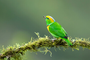 Golden-browed chlorophonia (Chlorophonia callophrys) is a species of bird in the family Fringillidae. It is found in Costa Rica and Panama.