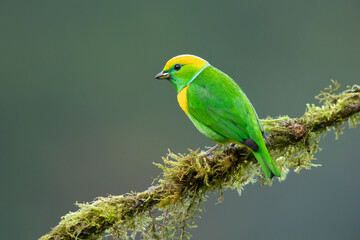 Golden-browed chlorophonia (Chlorophonia callophrys) is a species of bird in the family Fringillidae. It is found in Costa Rica and Panama.