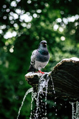 bird on a wire