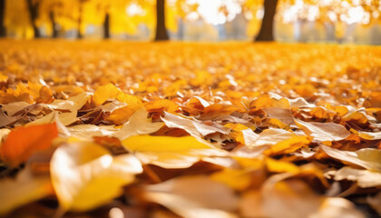 Naklejka na ściany i meble Orange and Golden Leaves in a Sun-Kissed Park