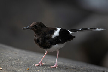 The White-crowned forktail ( Enicurus leschenaulti ) bird is a type of water bird that usually lives in high mountain areas with cool climates. The photo depicts the