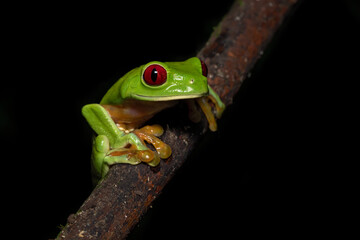 Agalychnis callidryas, commonly known as the red-eyed tree frog, is a species of frog in the subfamily Phyllomedusinae. It is native to forests from Central America