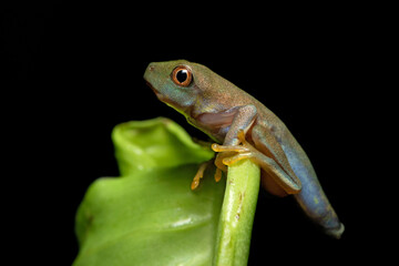 Agalychnis callidryas, commonly known as the red-eyed tree frog, is a species of frog in the subfamily Phyllomedusinae. It is native to forests from Central America