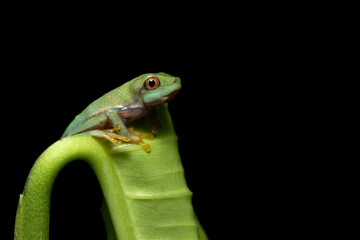 Agalychnis callidryas, commonly known as the red-eyed tree frog, is a species of frog in the subfamily Phyllomedusinae. It is native to forests from Central America
