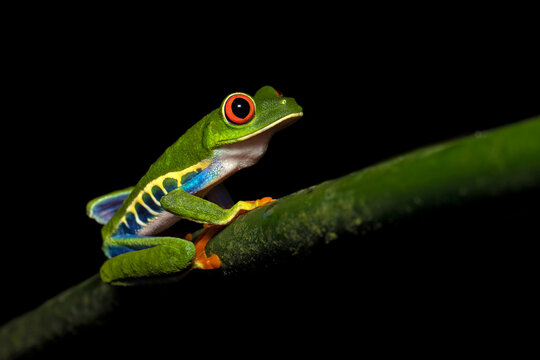 Agalychnis callidryas, commonly known as the red-eyed tree frog, is a species of frog in the subfamily Phyllomedusinae. It is native to forests from Central America © Milan
