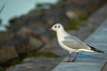 A seagull on the beach