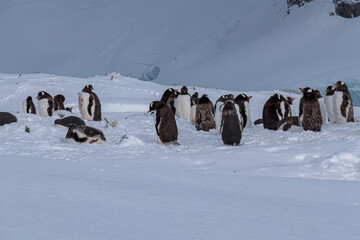 Penguins of Danco island Antarctica