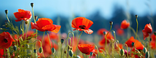 A Field of Vibrant Red Poppies Under a Summer Sky,red poppy field,red poppies in the field
