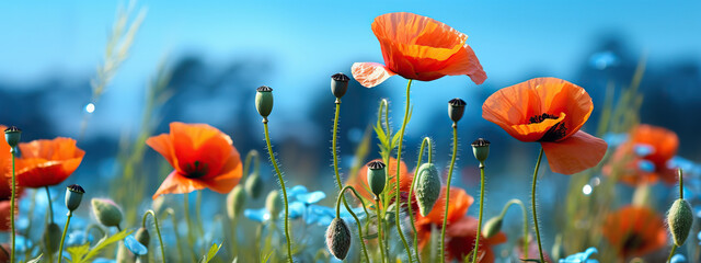 Obraz premium A Field of Vibrant Red Poppies Under a Summer Sky,red poppy field,red poppies in the field