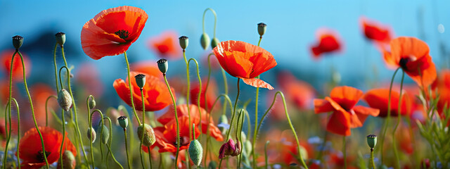 Obraz premium A Field of Vibrant Red Poppies Under a Summer Sky,red poppy field,red poppies in the field