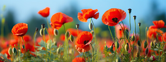 A Field of Vibrant Red Poppies Under a Summer Sky,red poppy field,red poppies in the field - obrazy, fototapety, plakaty