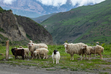 Fototapeta premium Flock of sheep in Ossetiya mountain