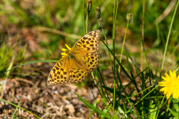 Fototapeta premium Argynnis paphia f. valesina - Kaisermantel, Weibchen 