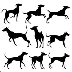 set of greyhound dogs silhouettes