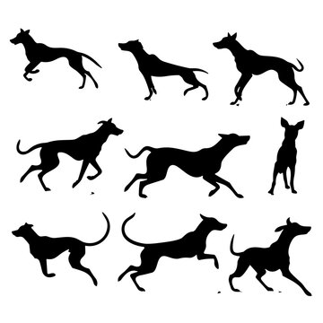 set of greyhound dogs silhouettes