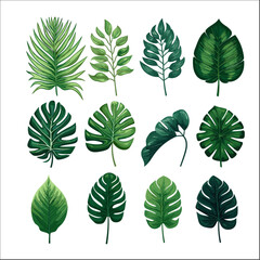 Fototapeta premium Set of tropical leaf illustration vector for graphic element design 