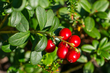 Preiselbeeren zwischen Rentiermoos in Schweden
