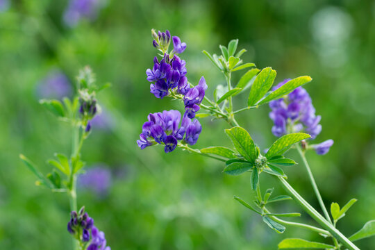 Luzerne (Medicago sativa)
