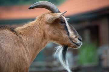 Portrait of a goat with long hair on a green background. Male goat. © jarizPJ