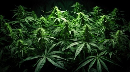 Environmentally friendly cultivation of Cannabis for medicinal purposes