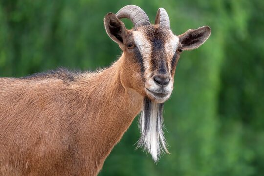 Portrait of a goat with long hair on a green background. Male goat.