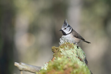 European crested tit (Lophophanes cristatus) standing on a mossy tree trunk