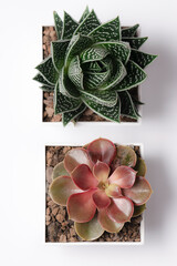 Beautiful potted succulent flowers on white background top view. Home gardening concept.
