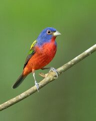 Fototapeta premium painted bunting (Passerina ciris) is a species of bird in the cardinal family, Cardinalidae. It is native to North America.