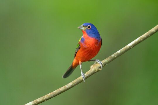 painted bunting (Passerina ciris) is a species of bird in the cardinal family, Cardinalidae. It is native to North America.
