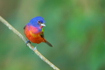 painted bunting (Passerina ciris) is a species of bird in the cardinal family, Cardinalidae. It is native to North America.
