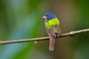 painted bunting (Passerina ciris) is a species of bird in the cardinal family, Cardinalidae. It is native to North America. - obrazy, fototapety, plakaty