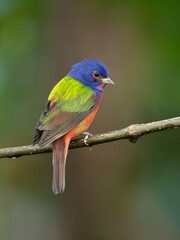 painted bunting (Passerina ciris) is a species of bird in the cardinal family, Cardinalidae. It is native to North America.