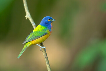 painted bunting (Passerina ciris) is a species of bird in the cardinal family, Cardinalidae. It is...