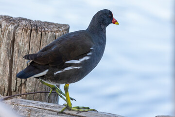 Red coot
