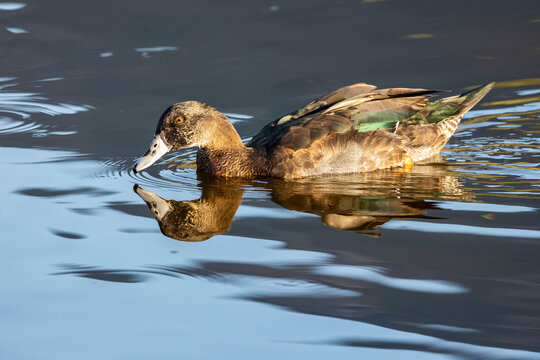 Mallard reflex